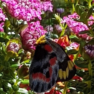 Delias harpalyce (Imperial Jezebel) at Acton, ACT - 12 Oct 2024 by HappyWanderer