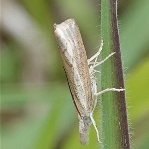 Culladia cuneiferellus at Hall, ACT - 15 Oct 2024 11:06 AM