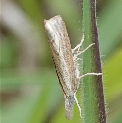 Culladia cuneiferellus (Crambinae moth) at Hall, ACT - 15 Oct 2024 by Anna123