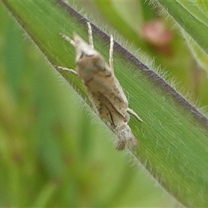 Culladia cuneiferellus at Hall, ACT - 15 Oct 2024 11:06 AM