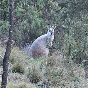 Notamacropus rufogriseus at Captains Flat, NSW - suppressed