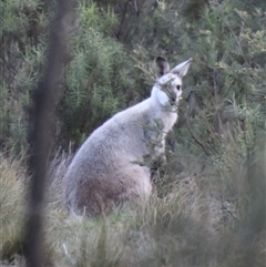 Notamacropus rufogriseus at Captains Flat, NSW - suppressed