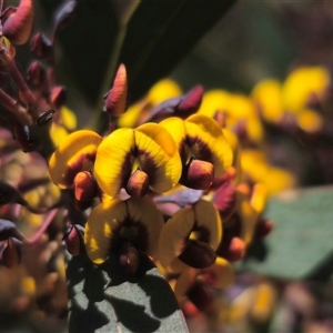 Daviesia suaveolens at Rossi, NSW - 16 Oct 2024