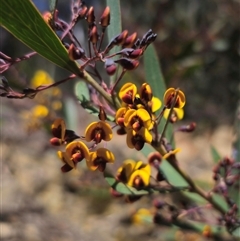 Daviesia suaveolens at Rossi, NSW - 16 Oct 2024