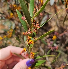 Daviesia suaveolens at Rossi, NSW - 16 Oct 2024 01:57 PM