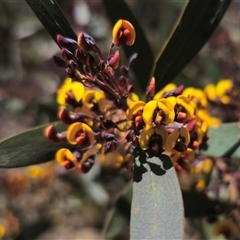 Daviesia suaveolens at Rossi, NSW - 16 Oct 2024