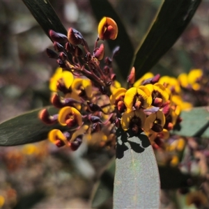 Daviesia suaveolens at Rossi, NSW - 16 Oct 2024 01:57 PM