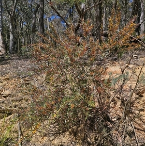 Daviesia suaveolens at Rossi, NSW - 16 Oct 2024 01:57 PM