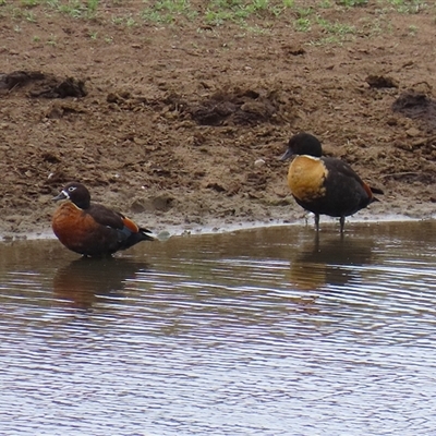 Tadorna tadornoides (Australian Shelduck) at Gordon, ACT - 15 Oct 2024 by RodDeb