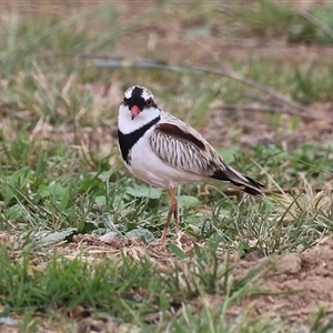 Charadrius melanops at Gordon, ACT - 15 Oct 2024