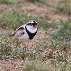 Charadrius melanops at Gordon, ACT - 15 Oct 2024