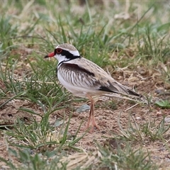 Charadrius melanops at Gordon, ACT - 15 Oct 2024