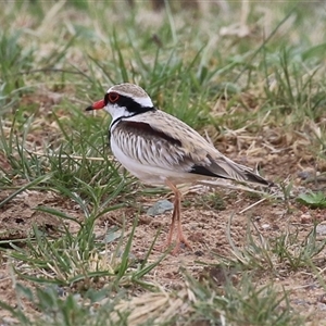 Charadrius melanops at Gordon, ACT - 15 Oct 2024