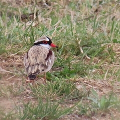 Charadrius melanops at Gordon, ACT - 15 Oct 2024