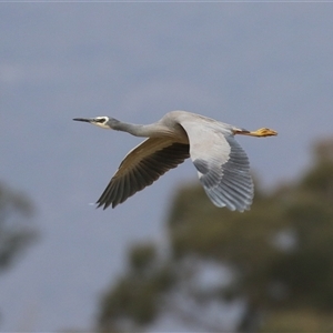 Egretta novaehollandiae at Gordon, ACT - 15 Oct 2024