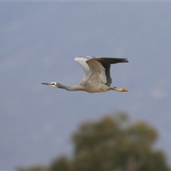 Egretta novaehollandiae at Gordon, ACT - 15 Oct 2024