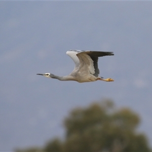 Egretta novaehollandiae at Gordon, ACT - 15 Oct 2024