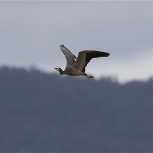 Egretta novaehollandiae at Gordon, ACT - 15 Oct 2024