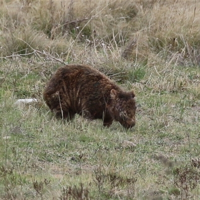 Vombatus ursinus (Bare-nosed Wombat) at Gordon, ACT - 15 Oct 2024 by RodDeb