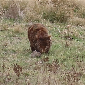 Vombatus ursinus at Gordon, ACT - 15 Oct 2024 02:27 PM