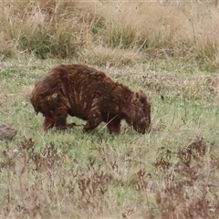 Vombatus ursinus at Gordon, ACT - 15 Oct 2024