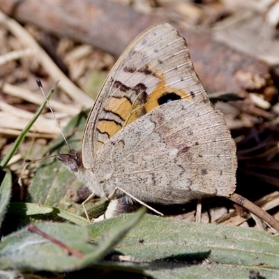 Junonia villida (Meadow Argus) at Fraser, ACT - 13 Oct 2024 by KorinneM