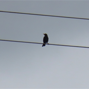 Turdus merula at Greenway, ACT - 15 Oct 2024 12:42 PM