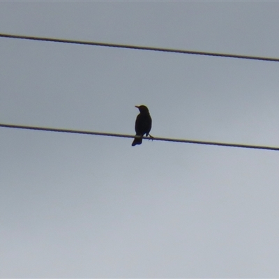 Turdus merula (Eurasian Blackbird) at Greenway, ACT - 15 Oct 2024 by RodDeb