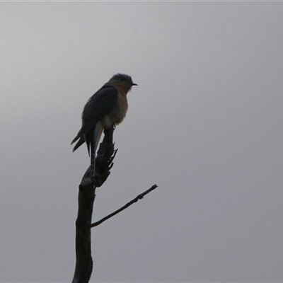 Cacomantis flabelliformis (Fan-tailed Cuckoo) at Kambah, ACT - 15 Oct 2024 by RodDeb