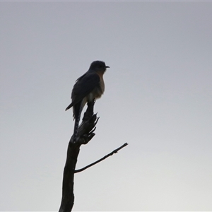 Cacomantis flabelliformis at Kambah, ACT - 15 Oct 2024