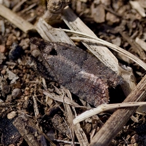 Cryptaspasma sordida at Fraser, ACT - 13 Oct 2024