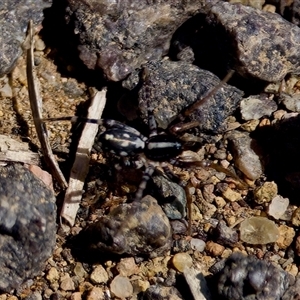 Nyssus coloripes at Fraser, ACT - 13 Oct 2024 02:44 PM