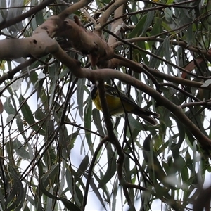 Pachycephala pectoralis at Kambah, ACT - 15 Oct 2024 12:28 PM