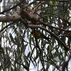 Pachycephala pectoralis at Kambah, ACT - 15 Oct 2024 12:28 PM