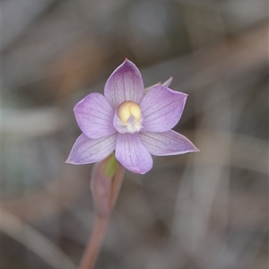 Thelymitra sp. (pauciflora complex) at Hall, ACT - 14 Oct 2024