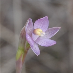 Thelymitra sp. (pauciflora complex) at Hall, ACT - 14 Oct 2024