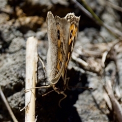 Junonia villida (Meadow Argus) at Fraser, ACT - 13 Oct 2024 by KorinneM