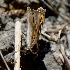 Junonia villida (Meadow Argus) at Fraser, ACT - 13 Oct 2024 by KorinneM