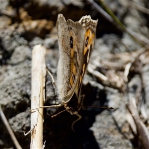 Junonia villida at Fraser, ACT - 13 Oct 2024