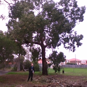 Eucalyptus melliodora at Highett, VIC - 5 May 2008