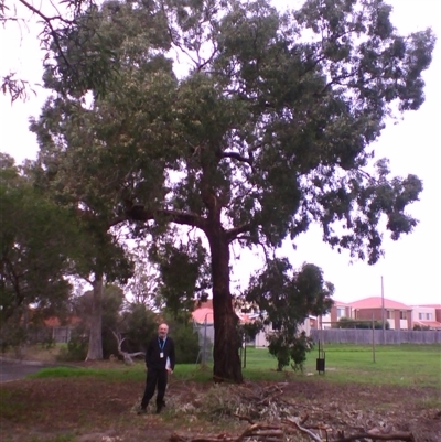 Eucalyptus melliodora (Yellow Box) at Highett, VIC - 5 May 2008 by JasonPStewartNMsnc2016