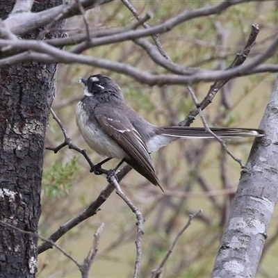 Rhipidura albiscapa (Grey Fantail) at Kambah, ACT - 15 Oct 2024 by RodDeb