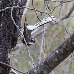 Rhipidura albiscapa at Kambah, ACT - 15 Oct 2024 12:05 PM