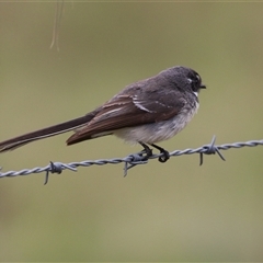 Rhipidura albiscapa at Kambah, ACT - 15 Oct 2024 12:05 PM