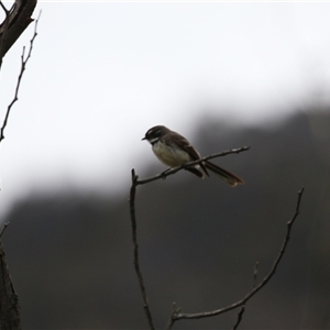 Rhipidura albiscapa at Kambah, ACT - 15 Oct 2024 12:05 PM