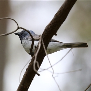 Myiagra rubecula at Kambah, ACT - 15 Oct 2024