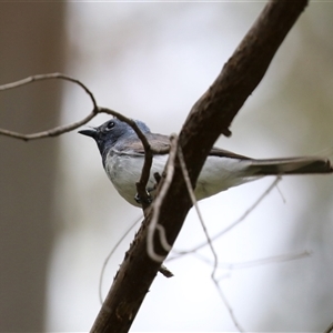 Myiagra rubecula at Kambah, ACT - 15 Oct 2024