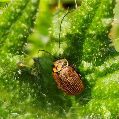 Aporocera sp. (genus) (Unidentified Aporocera leaf beetle) at Captains Flat, NSW - 16 Oct 2024 by Csteele4