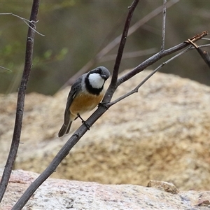 Pachycephala rufiventris at Greenway, ACT - 15 Oct 2024