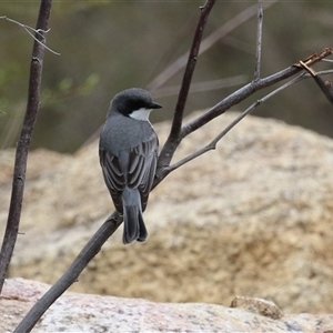 Pachycephala rufiventris at Greenway, ACT - 15 Oct 2024